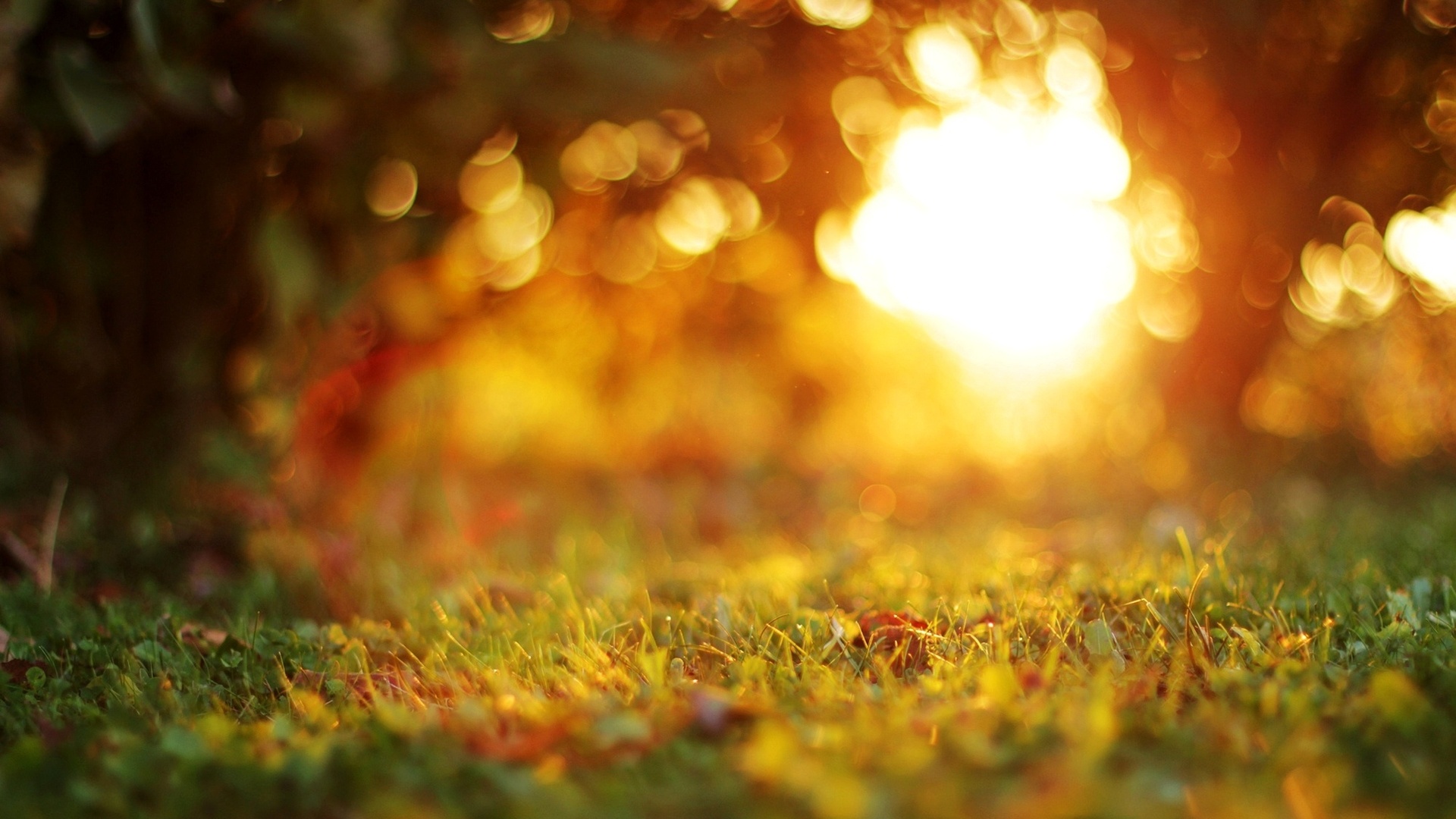 Səməd Şıxı - Qızıl Ağac